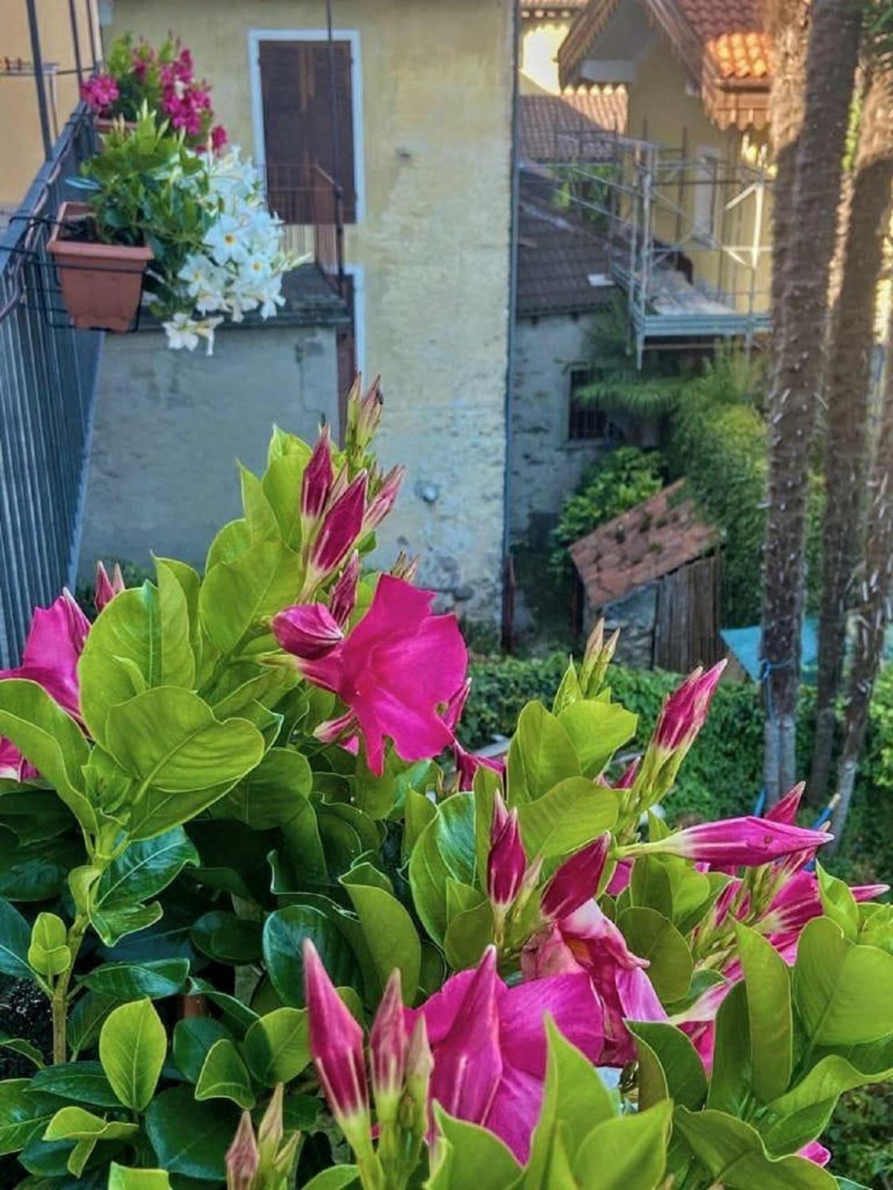 Апартаменти Casa Doris Оджеббіо Екстер'єр фото